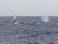 13/03/21　2日間でジンベイとクジラを見られる沖縄　慶良間